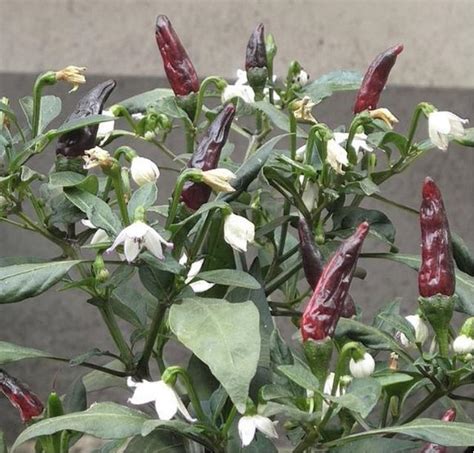 小辣椒種植|家庭菜園種小辣椒，4個種植步驟，開花不愁掛果多